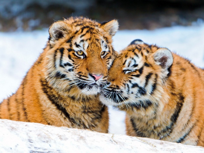 Восточный гороскоп для Тигра на год Козы 2015