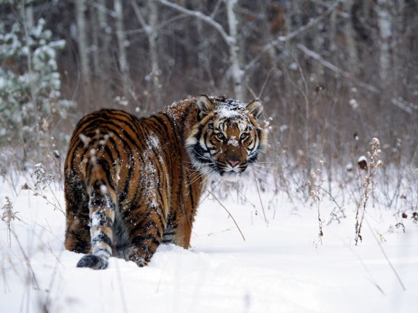 Что ждет Тигра по восточному китайскому гороскопу в 2012 году?