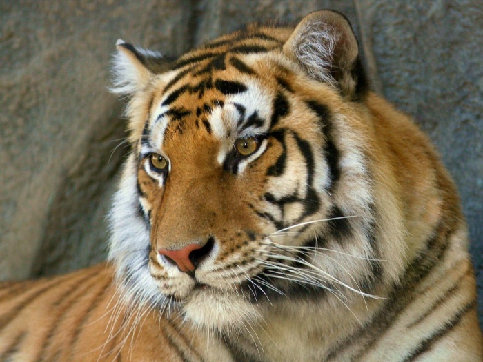 2010 - год Тигра: что означает символ Тигра?