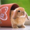 Общий любовный гороскоп 2011 на год Кролика (Кота)