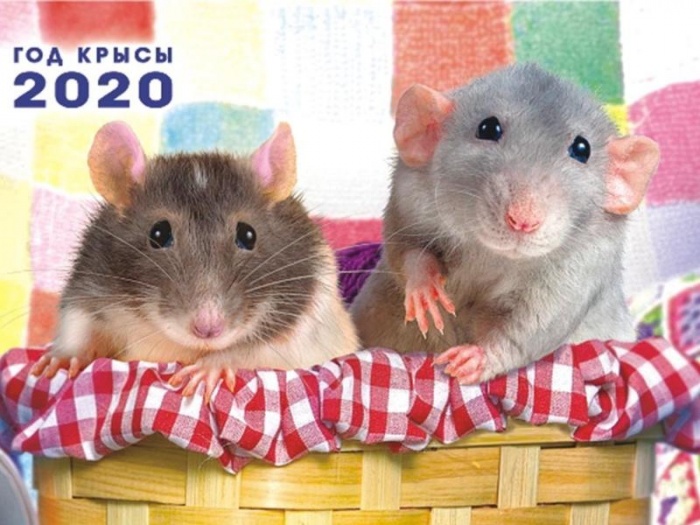 Гороскоп на год Крысы: общие тенденции, прогнозы, финансы, любовь