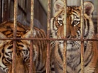За торговлю животными из Красной книги увеличиваются штрафы и сроки тюремного заключения