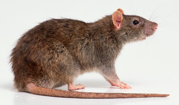 Что ждет Крысу (Мышь) по восточному китайскому гороскопу в 2012 году?