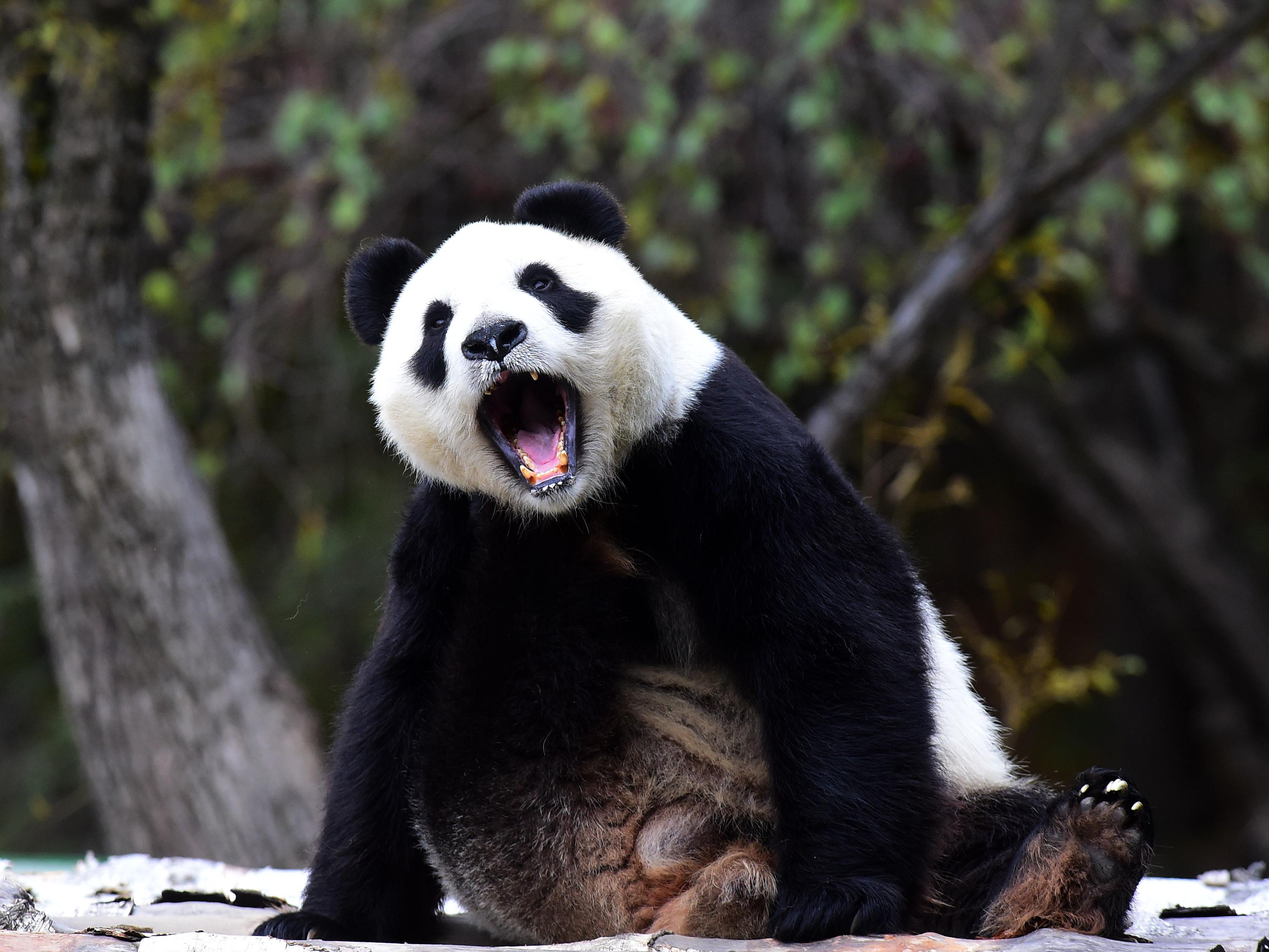 В Китае умерла самая старая панда на планете 