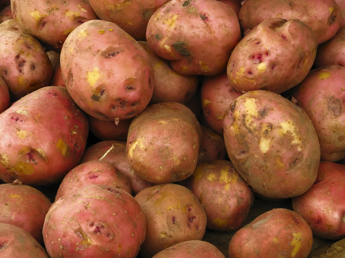 Как надолго сохранить картофель здоровым
