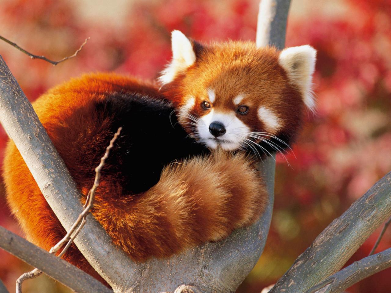 В новогодние праздники в Московском зоопарке посетители смогут посмотреть кормление красных панд