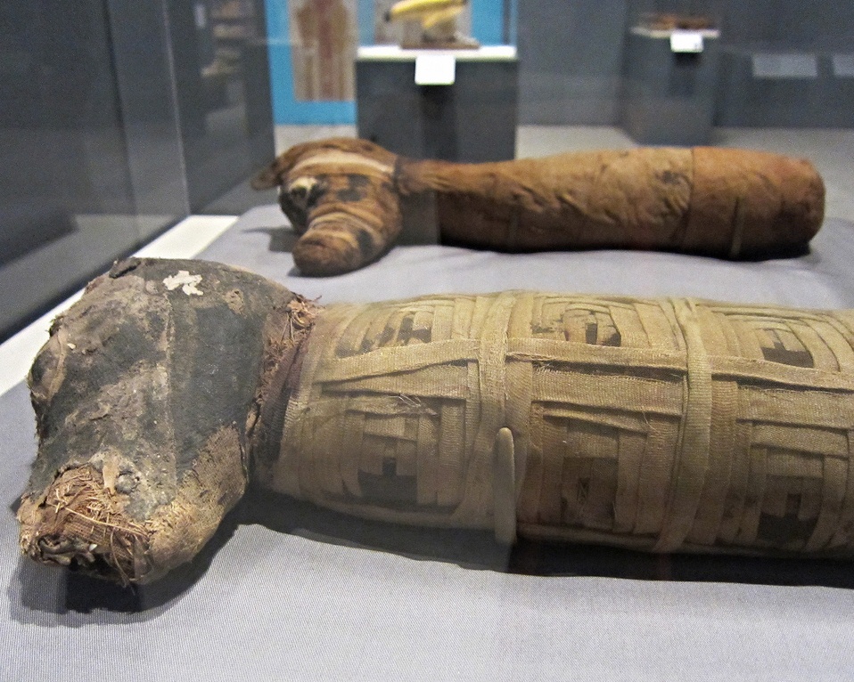 В древней мумии крокодила нашли 47 детенышей 