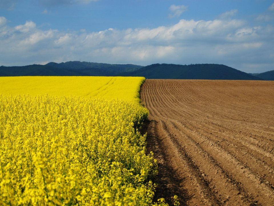В России ужесточили порядок использования сельскохозяйственных земель