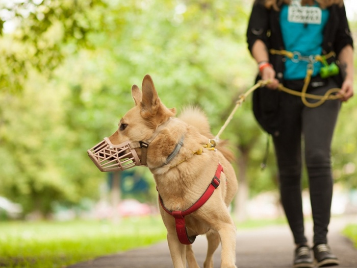 С 1 января 2020 года собак агрессивных пород запрещено выгуливать без намордника