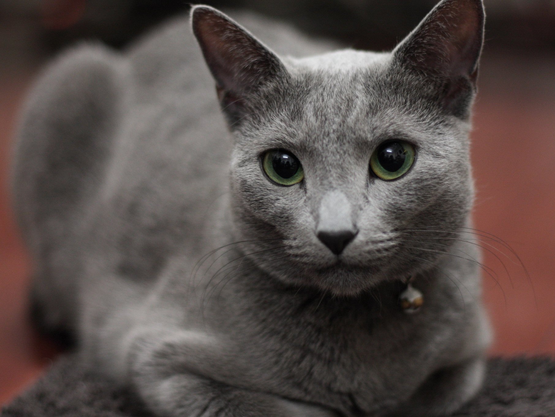 "Русская голубая кошка"- самый популярный запрос в мире, связанный с Россией