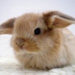 В чем встречать Новый 2011 год Кролика (Кота) по знакам зодиака