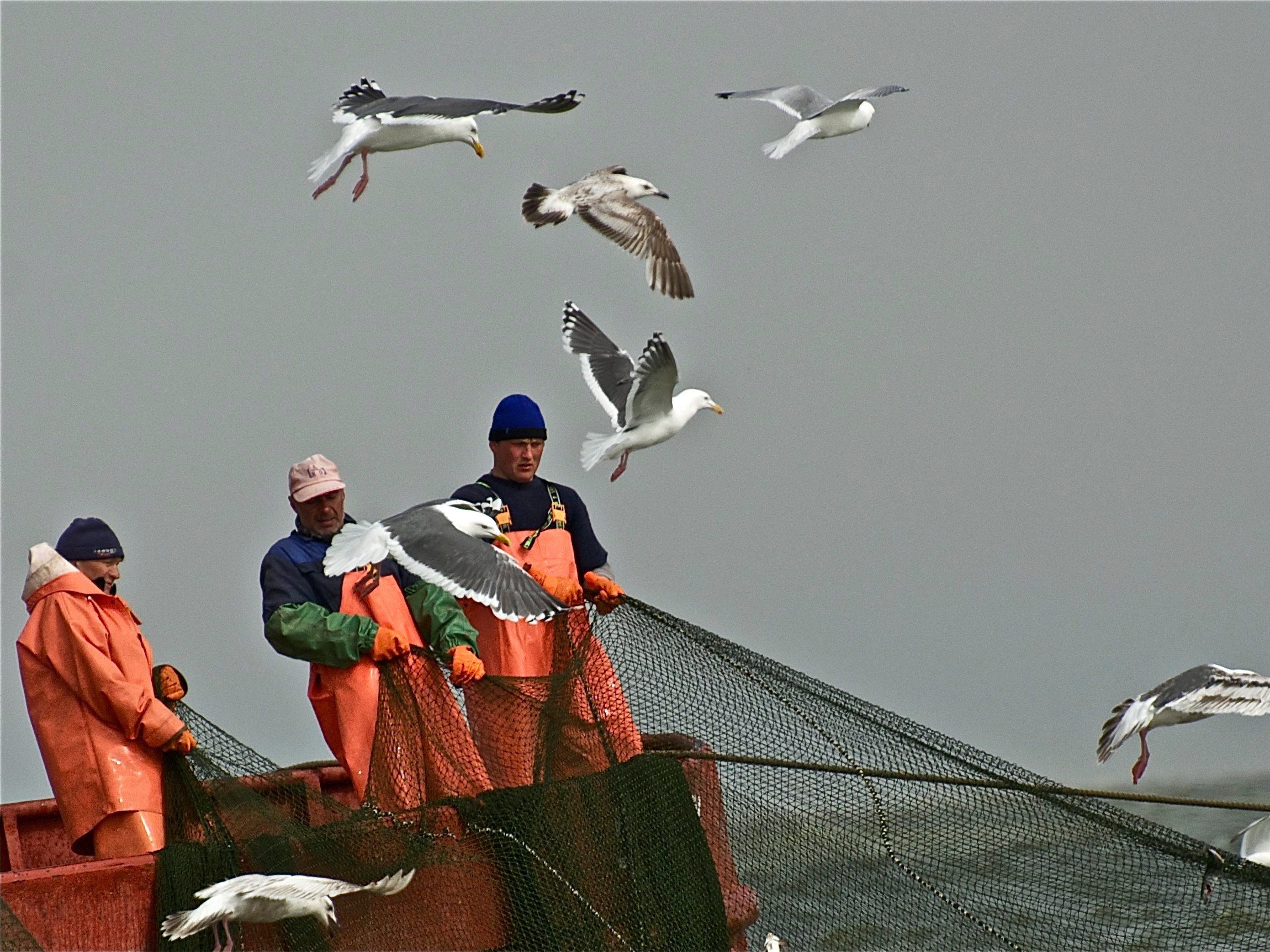 Поправки к «Закону о рыболовстве»: квоты, инвестпроекты и объемы освоения