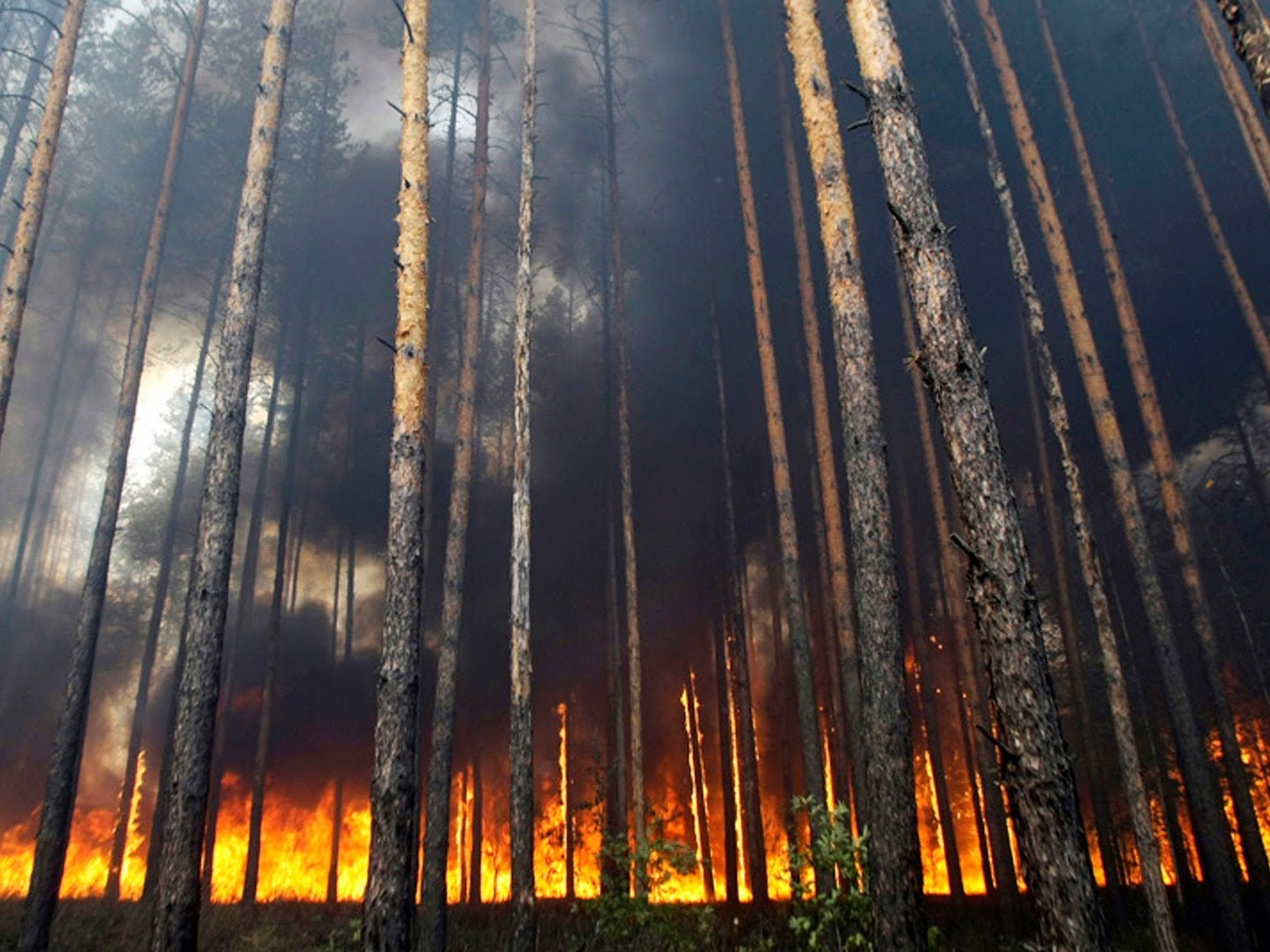 Росгидромет предупредил о грядущих лесных пожарах