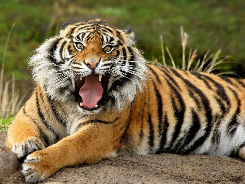 Как встретить Новый год Тигра, чтобы он остался довольным? Как угодить Тигру?