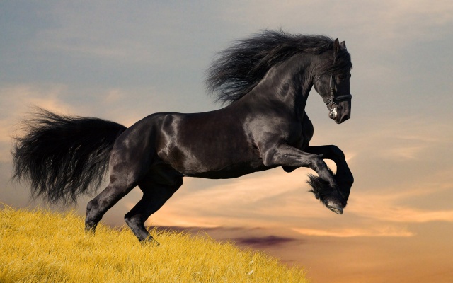 Что ждет Лошадь по восточному китайскому гороскопу в 2012 году?