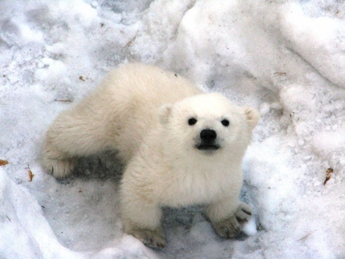 В якутском зоопарке появился на свет белый медвежонок 