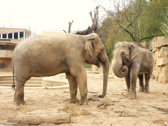 18 марта в Московском зоопарке откроется Музей слонов