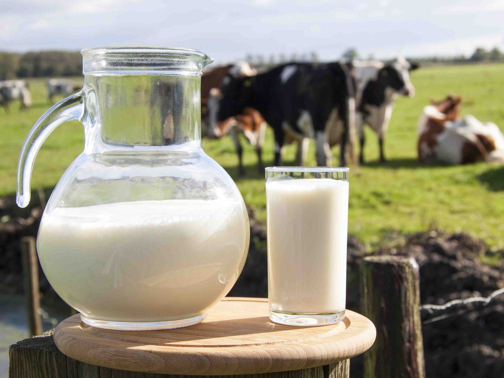 В Росстандарте готовят изменения в ГОСТ на сырое молоко
