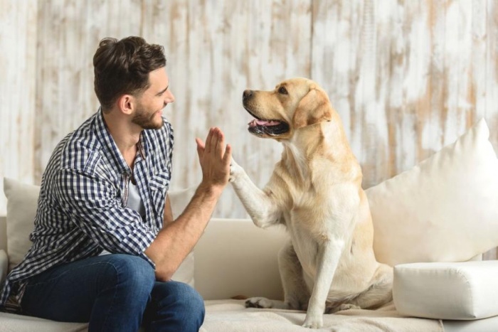 Чему можно научить собаку за время самоизоляции? Как животные снимают стресс 