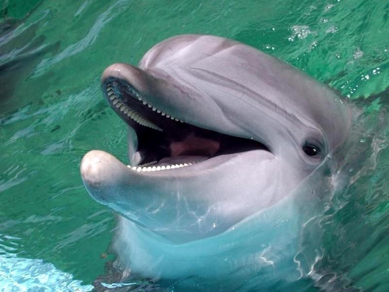 На покупку пяти дельфинов для военных выделили 1,75 миллиона рублей