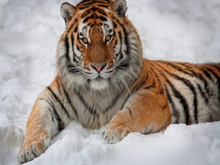 И еще раз о Тигре. Почитание тигра в разных странах. Скачать обои тигров