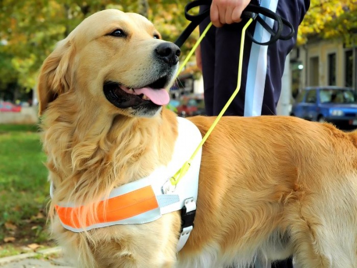 Компенсация на содержание собак-поводырей для инвалидов в 2016 году вырастет