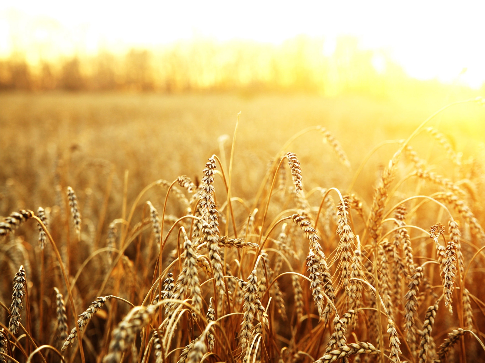 Россия является мировым лидером по экспорту пшеницы