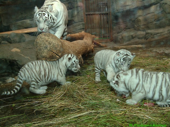 Родившихся в Крыму белых тигрят назвали Атос, Портос и Арамис