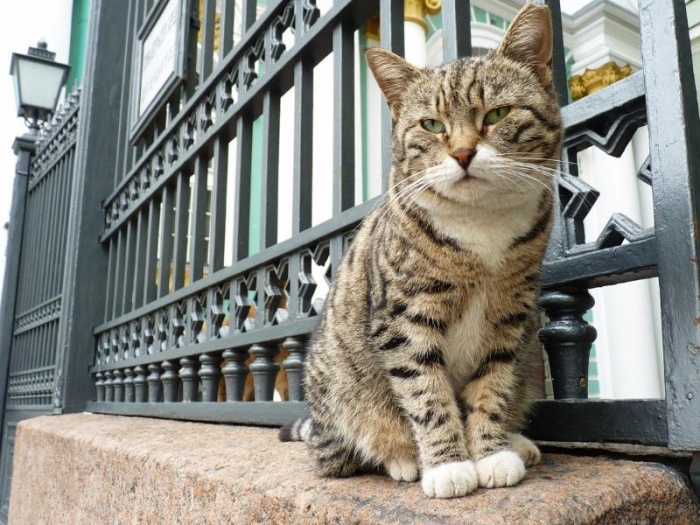 Эрмитаж в Санкт-Петербурге официально зарегистрирует товарный знак «Эрмитажный кот»