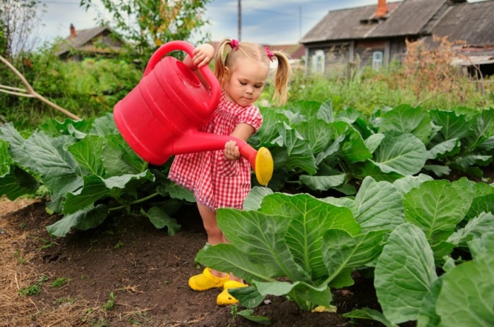 Что ждет садоводов и огородников в 2019 году: новые правила для дачников