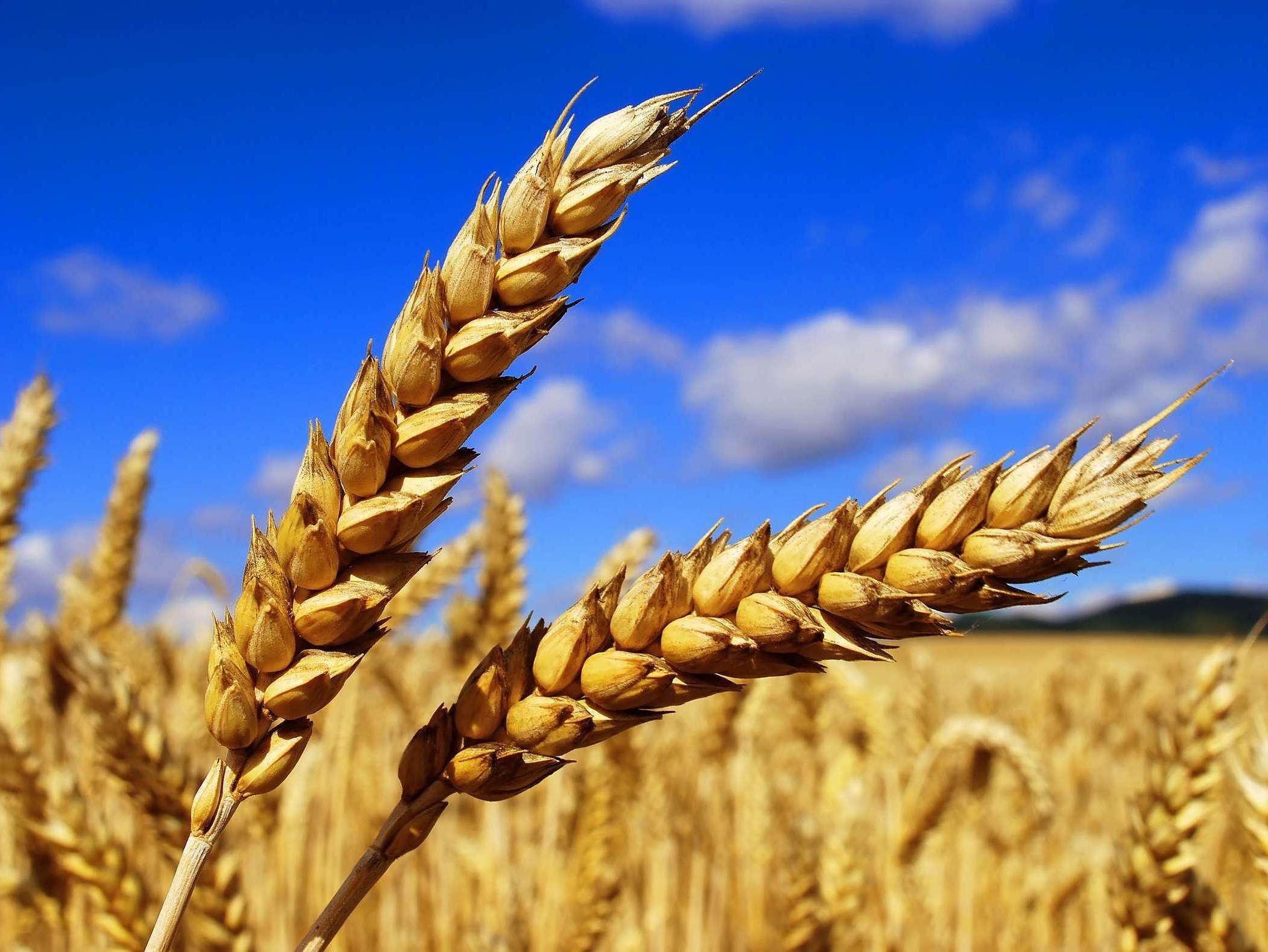 Премьер-министр: в России собрано 112 миллинов тонн зерна урожая