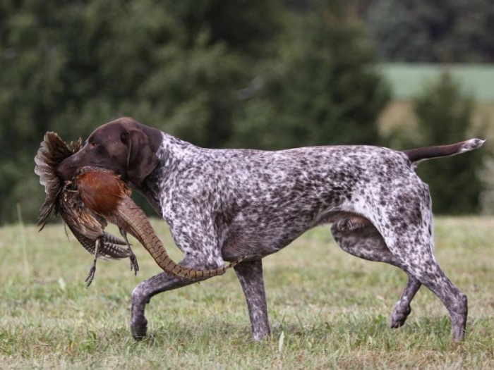 Какие правила по подготовке охотничьих собак вступили в силу?