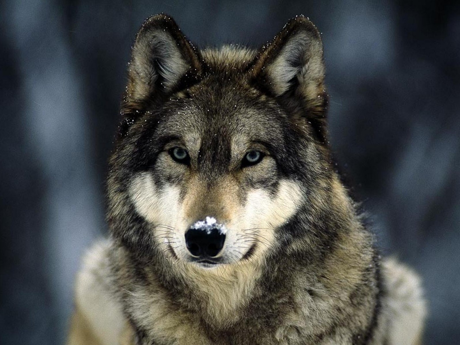 Тамбовский волк стал символом Нового года в России