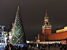 В Подмосковье нашли ель для новогодних праздников в Кремле