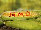 В 2017 году на всех продуктах, произведенных с помощью генной инженерии, появится значок «ГМО»