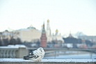 Мороз до минус 6 градусов придет в Москву в последние дни октября