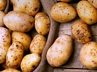 Россельхознадзор отменил запрет на ввоз египетских фруктов и овощей, кроме картофеля