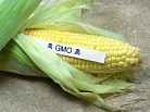 Законопроект о запрете ГМО и "Е" внесен в Госдуму